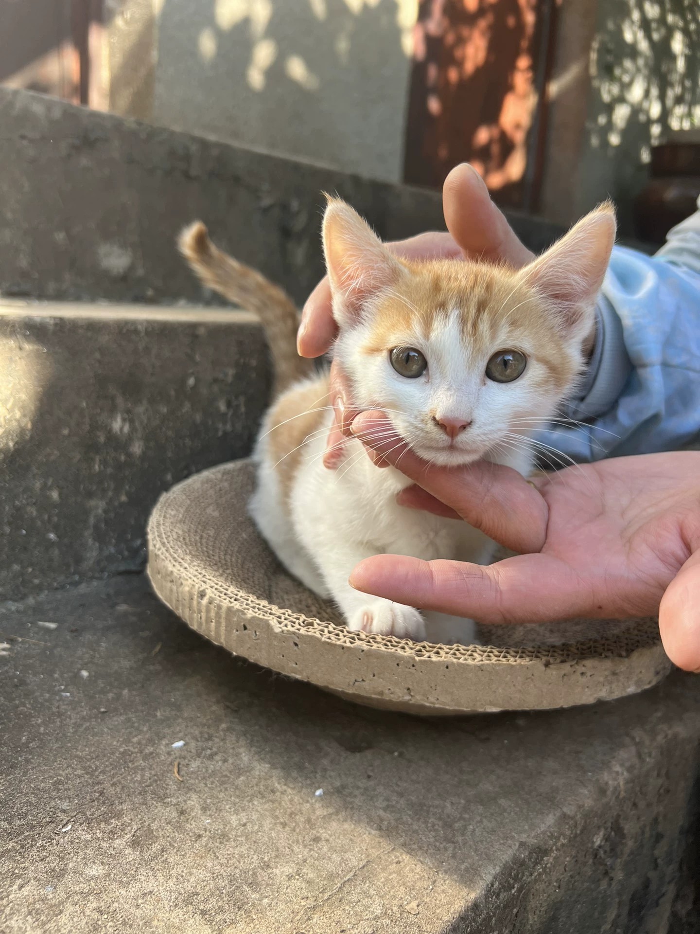 小橘白弟弟 活泼可爱 无病无癣 粘人性格好